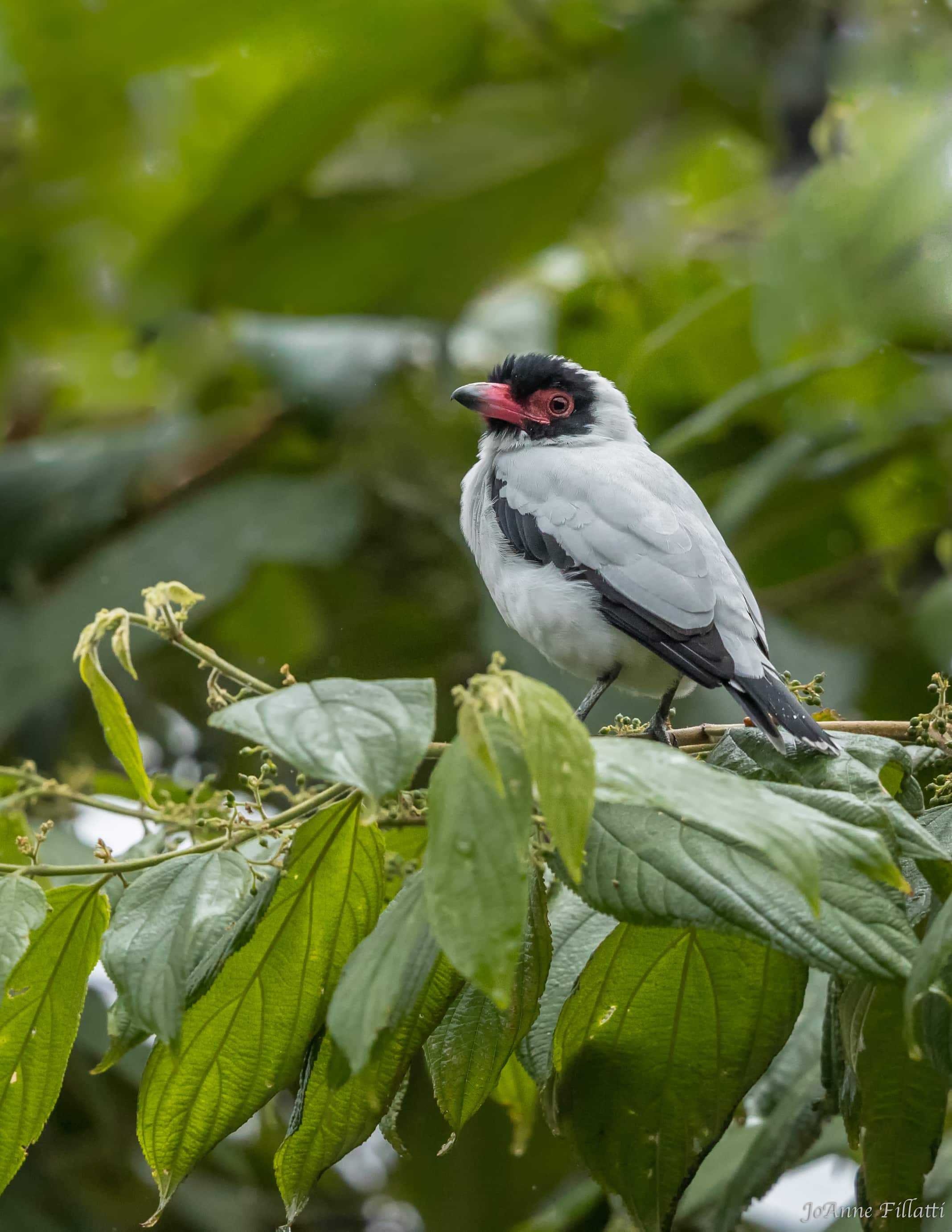 bird of ecuador image 36